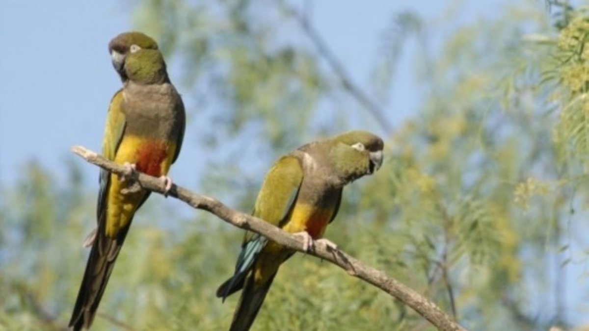 En Río Negro hay árboles que pueden salvar loros