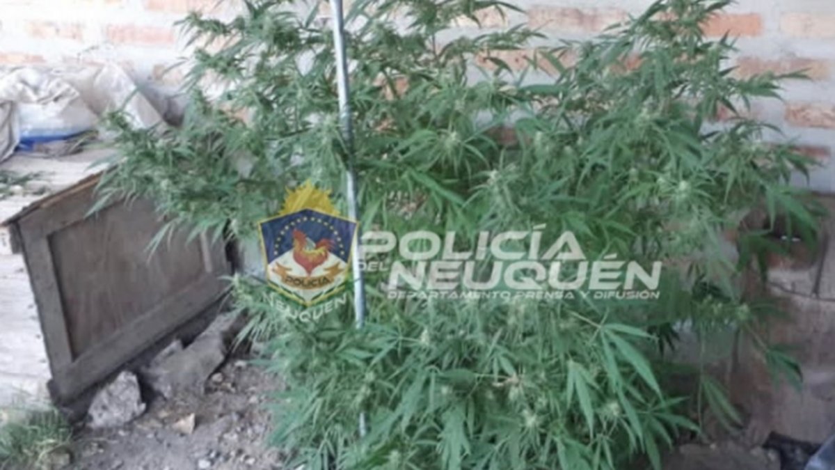 Armas, drogas y choiques faenados hallaron en Plottier