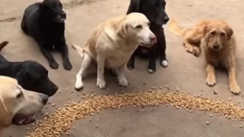 Les da un sermón a 12 perros antes de comer y es viral
