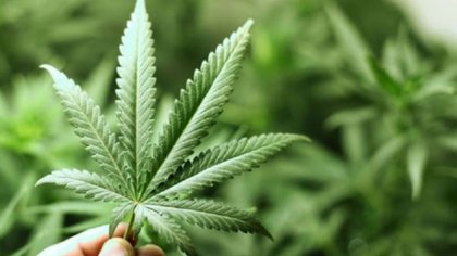 Impulsan el desarrollo del cannabis para uso medicinal