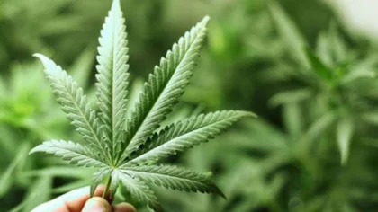Impulsan el desarrollo del cannabis para uso medicinal