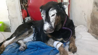 Viajan a atender animales quemados en los incendios