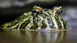 Encuentran una rana del tamaño de un bebé