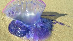 Tiktoker lame una de las medusas más venenosas sin saberlo