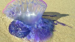 Tiktoker lame una de las medusas más venenosas sin saberlo