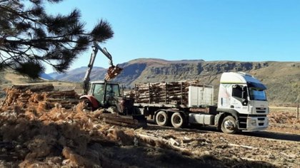 Asisten con leña a más de 5 mil familias para afrontar el invierno