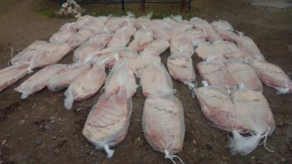 Llevaba 50 costillares en la caja de la F-100