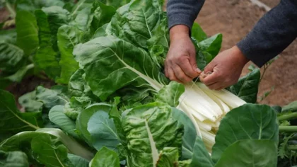 ¿Sabés qué es el Mapa de las Rutas Sanas del Alimento?