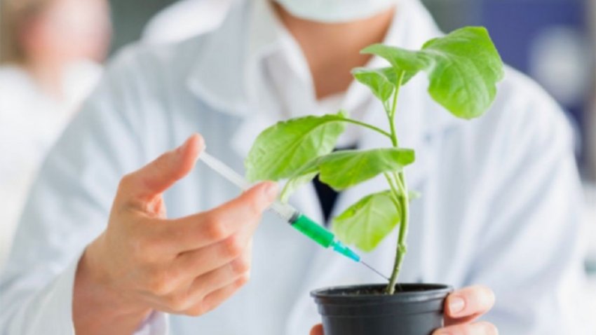 Convocan a voluntarios para ensayos de una vacuna vegetal