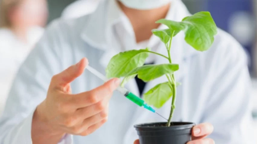 Convocan a voluntarios para ensayos de una vacuna vegetal