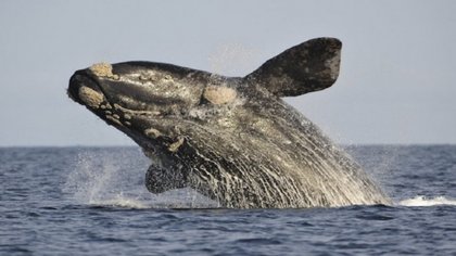 Habrá que esperar para ver las ballenas en Chubut