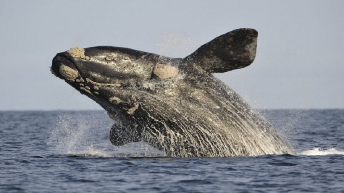 Habrá que esperar para ver las ballenas en Chubut