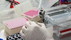 Neuquén mantiene la circulación de la variante Manaos