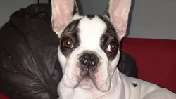 Cutral Co: Les robaron hasta el perro