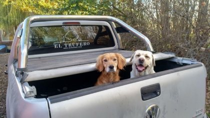 De diamantes negros, perros y patagónicos mirando la tierra