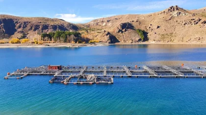 ¿Neuquén produce salmones sin enfermedades?