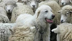Gran tarea de los perros “protectores” de ganado