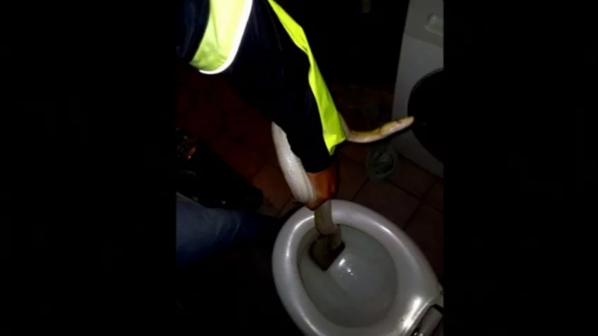 Se sentó en el inodoro y... ¡una pitón le mordió los genitales!