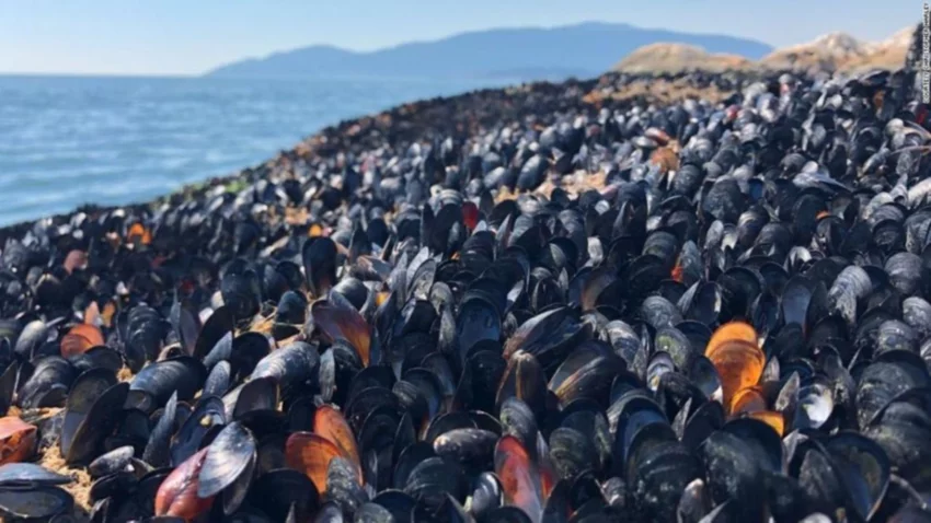 El calor cocinó a 1.000 millones de animales