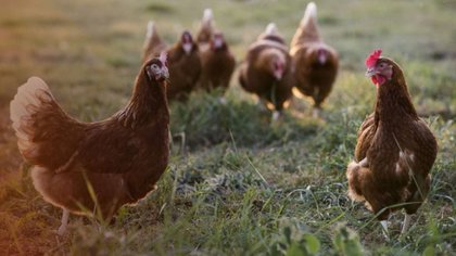 Horror: dos menores mataron a palazos a 700 gallinas