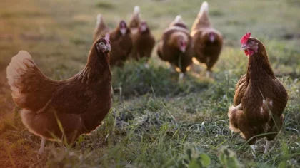 Horror: dos menores mataron a palazos a 700 gallinas