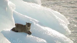 Un puma está a la deriva en un témpano en Santa Cruz