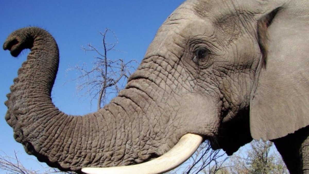 El elefante que se conmueve con Beethoven