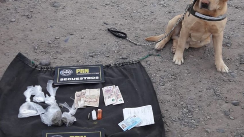 “Rocco” encontró marihuana y cocaína en Valle Medio