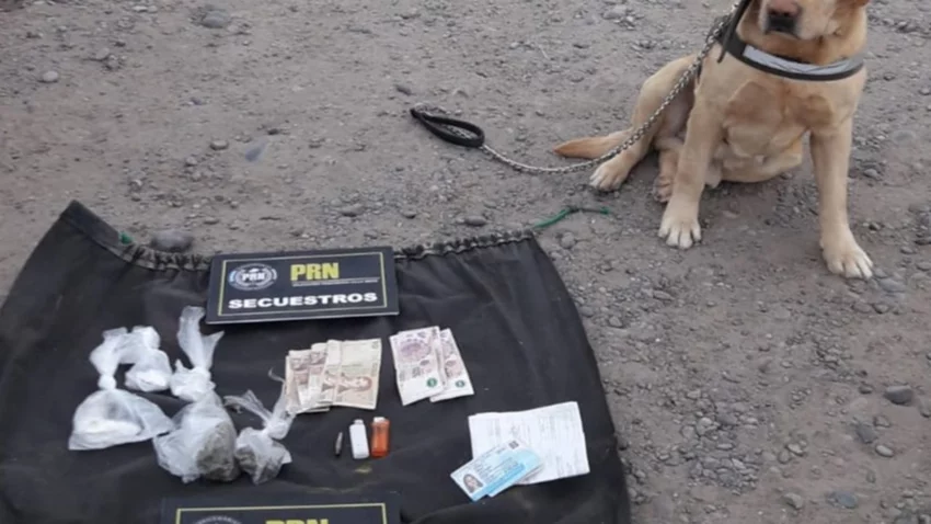“Rocco” encontró marihuana y cocaína en Valle Medio