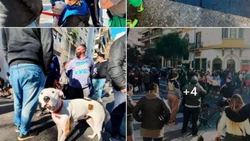 Atropelló a un paseador, y mató a cuatro perros