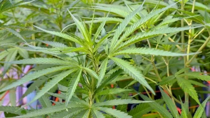 Funcionario judicial tenía 9 plantas de cannabis, en su casa