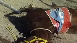 Imputaciones por caso "Milito", el caballo muerto por doping