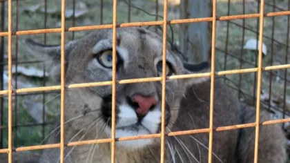 Así liberaron a un puma en su hábitat natural