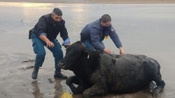 Rescataron a un vacuno encallado en Picún Leufú