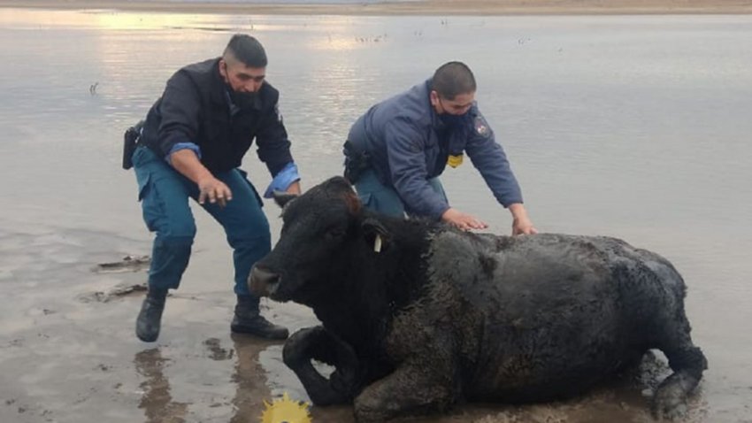 Rescataron a un vacuno encallado en Picún Leufú
