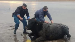 Rescataron a un vacuno encallado en Picún Leufú