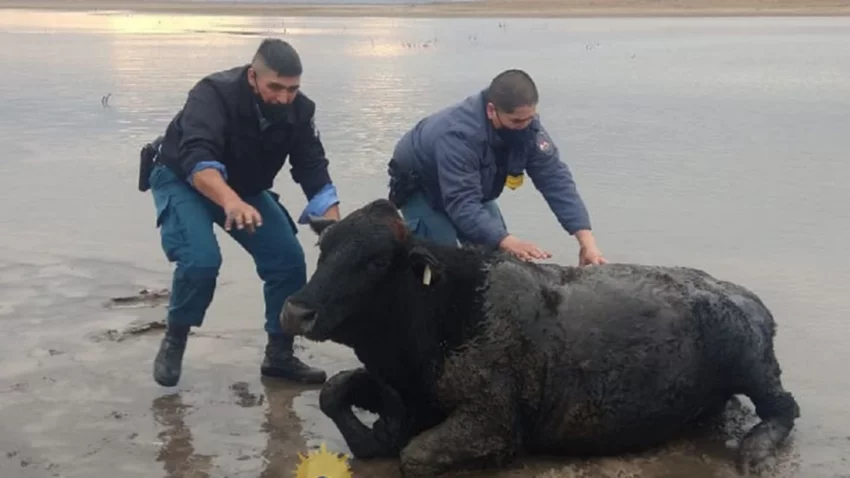 Rescataron a un vacuno encallado en Picún Leufú