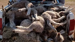 Un puma le mató 34 corderos a un productor ganadero
