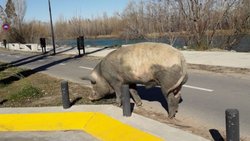 En Nordelta carpinchos, en Neuquén... ¡chanchos!