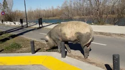 En Nordelta carpinchos, en Neuquén... ¡chanchos!