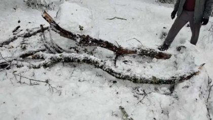 Una rama de araucaria mató a un niño en Ruca Choroy