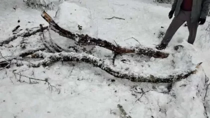 Una rama de araucaria mató a un niño en Ruca Choroy