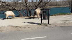 Se develó el misterio de los chanchos del Limay