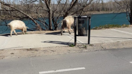 Se develó el misterio de los chanchos del Limay