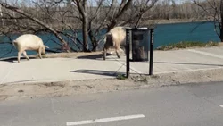 Se develó el misterio de los chanchos del Limay