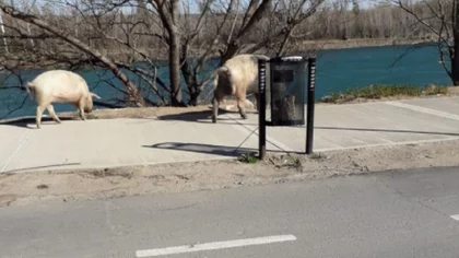 Se develó el misterio de los chanchos del Limay