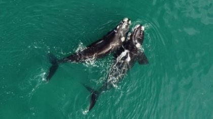 ¿Viste una ballena? Compartilo con el mundo