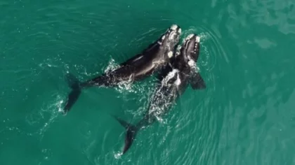 ¿Viste una ballena? Compartilo con el mundo