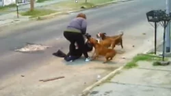 Video: El impactante ataque de 3 pitbulls a una mujer