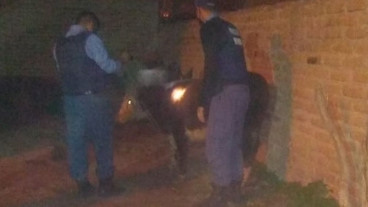 Robaron una vaca y la querían esconder en una vivienda